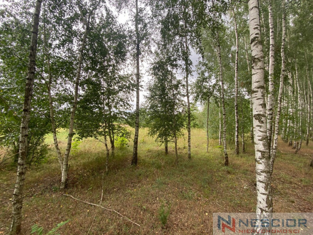 Plot Sale Gołąbek 1