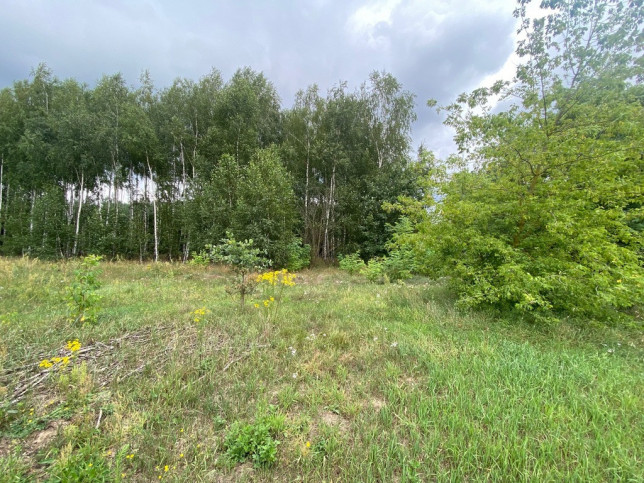 Plot Sale Gołąbek 6