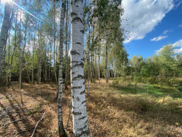 Plot Sale Skórzec Bielna