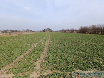 Plot Sale Stok Lacki