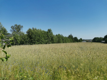 Plot Sale Pruszyn