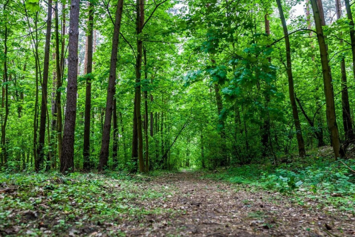 Działka Sprzedaż Rakowiec Wrzosowa 1