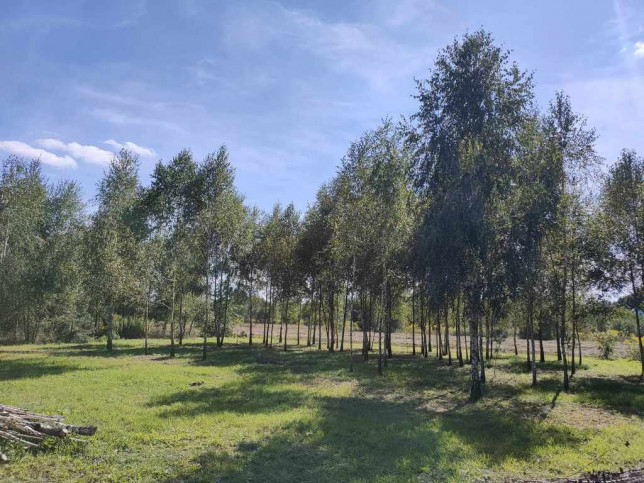 Plot Sale Teodorów 3