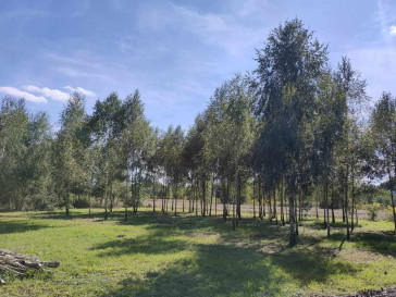 Plot Sale Teodorów