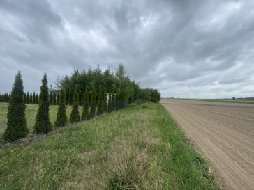 Działka Sprzedaż Borki Siedleckie Krótka