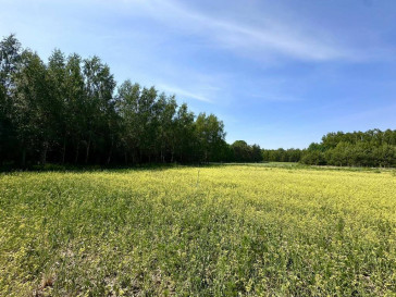 Parcela Venta Dąbrówka-Wyłazy